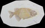 Phareodus Fish Fossil - Excellent Specimen #36938-1